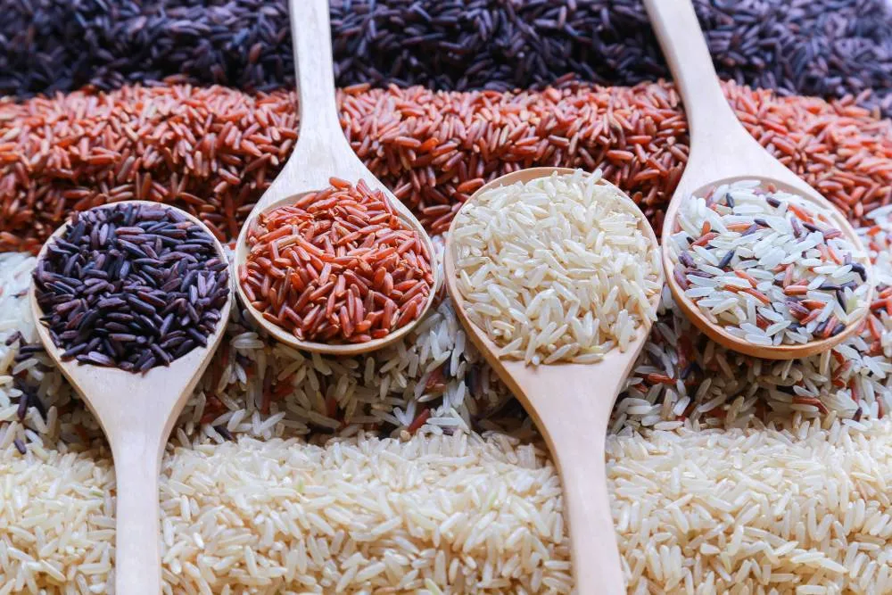Différents types de riz